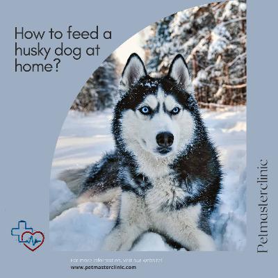 How to feed a husky dog ​​at home?