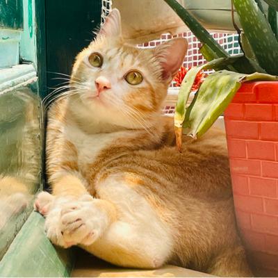 You can get it all, but not at the same time