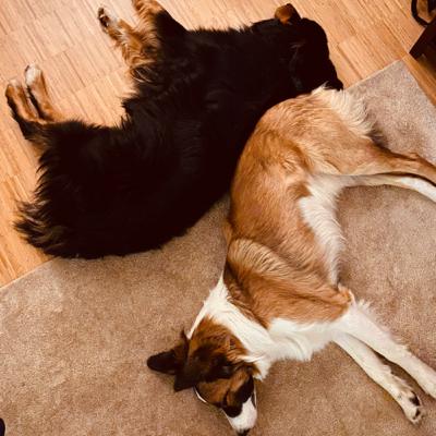Wie kann ich meinen Hund an das Bürsten gewöhnen?