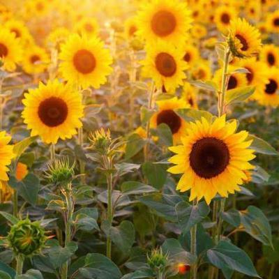 Los maravillosos usos de la Biotecnologia