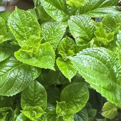 Менопауза та Оземпік