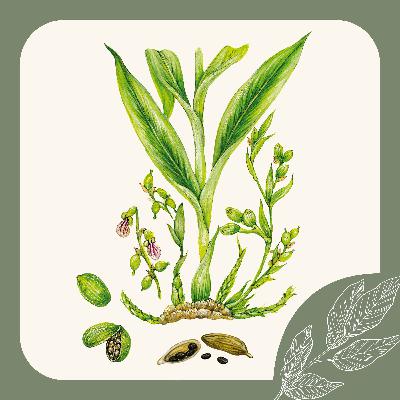 Herb Notes: The Benefits of Cardamom