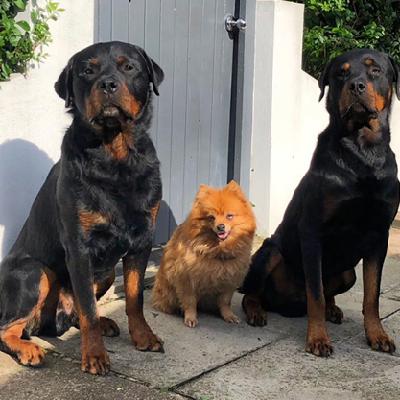 Episode 4: Rottweilers with Ross McCarthy