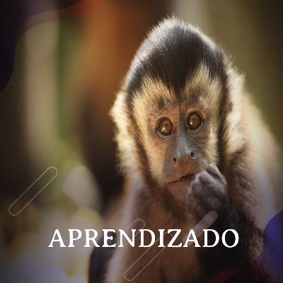 Aprendizado - Com Tiago Falótico Aprendizado - Com Tiago Falótico