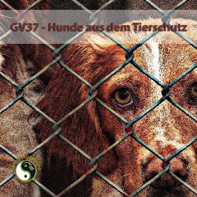 GV 37_Tierschutzhunde