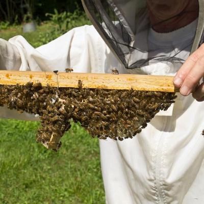 LOTGRadio-David Stover-Beekeeper