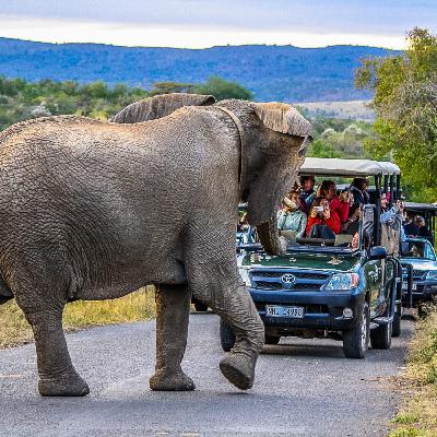 THIS IS SOUTH AFRICA - GAME PARKS Episode 1 THIS IS SOUTH AFRICA - GAME PARKS Episode 1