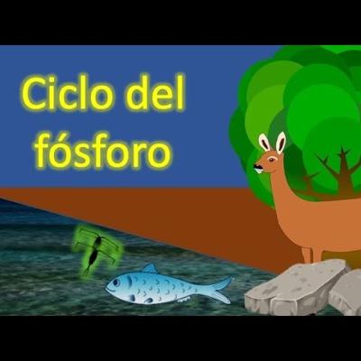 El ciclo del Fósforo