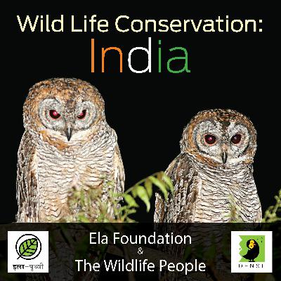 S2 - E1 - Animals In Indian Culture - Frog