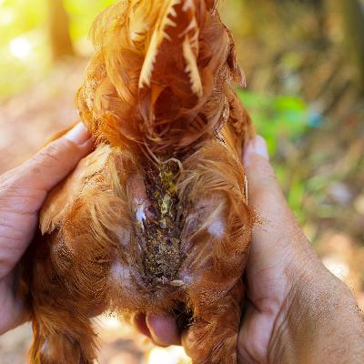 Poultry vet Dr Grant Richards on intestinal worms
