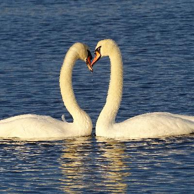 From Passion to Partnership: Why Long-Term Love Needs Both