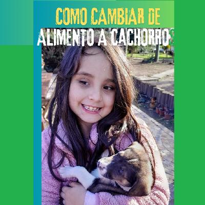 Cambiar de alimento balanceado no es tan simple como parece