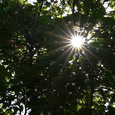 Klimawandel im Garten … und wie Profi-Gärtner darauf reagieren