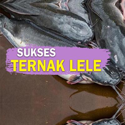 JURAGA DESA - Kaya karena Lele