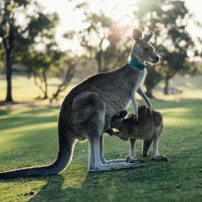 Vuelven los '80 #003 Australia - Episodio exclusivo para mecenas