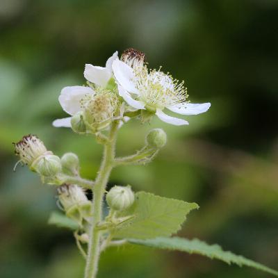 Respiration de l'équilibre corporel (des hémicorps)
