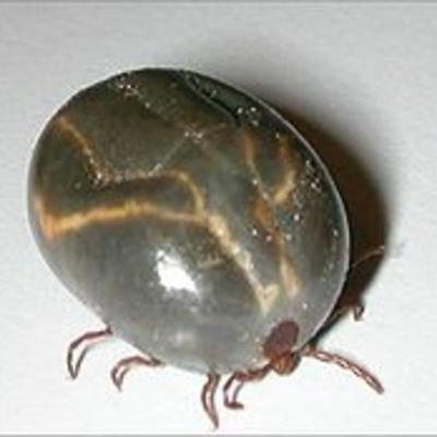 Episode 36: How could one tiny tick paralyze a person?