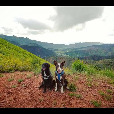 Foundation Training with Puppies | Disc Dog Pod Ep. 2