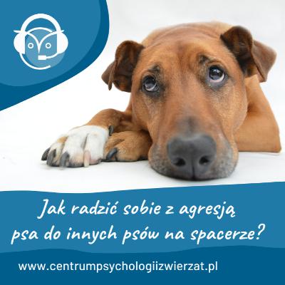 Jak radzić sobie z agresją psa do innych psów na spacerze? Jak radzić sobie z agresją psa do innych psów na spacerze?