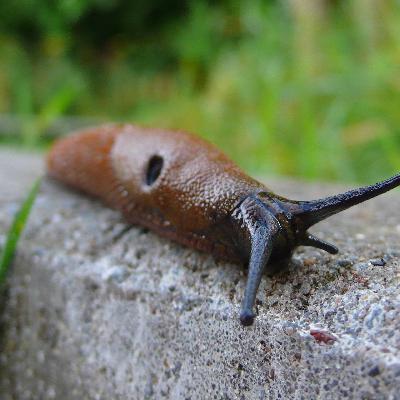 Nächtlicher Klingelstreich: Polizei schnappt Nacktschnecke
