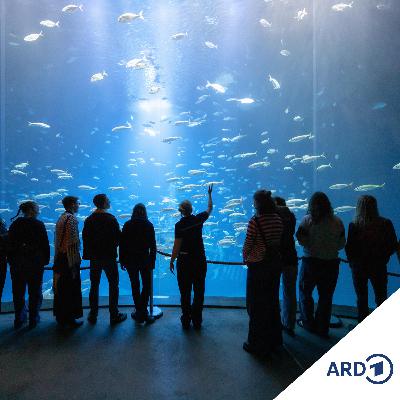 Faszination Meer – Das Deutsche Meeresmuseum wird 75