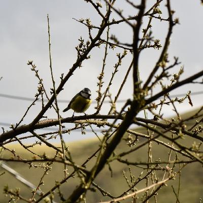 Nature Tripping Episode 13 - Learning Birdsong in the Coronavirus Lockdown - Part 4