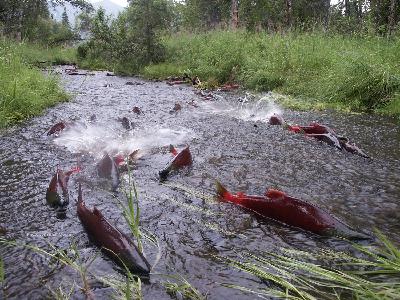 156 - How Salmon Shape Ecosystems–Impacts from Forestry w/ Dr. Jonathan Moore and Christian Carson
