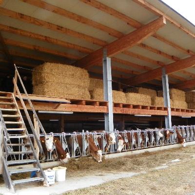 Folge 149: Stallbau für Jungvieh – Tierwohl und Praxis im Fokus! Folge 149: Stallbau für Jungvieh – Tierwohl und Praxis im Fokus!