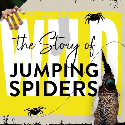 Jumping Spiders