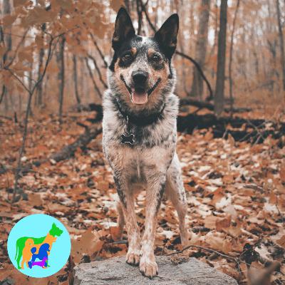 Wesley Wants an Australian Cattle Dog Wesley Wants an Australian Cattle Dog