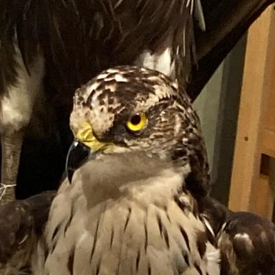 #41 タカが通る「見えない道」。山上の猛禽の世界【草とか石とかのラジオ】