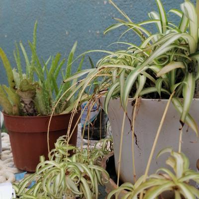 Ana Propiedad Intelectual