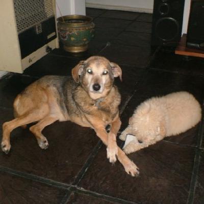 Los perros... más queridos que las personas?