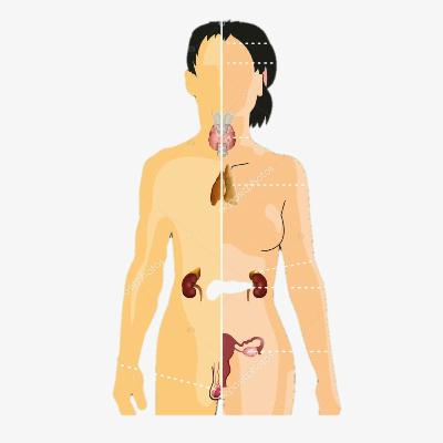 Podcast Sistema Endocrino