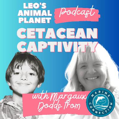 Stop Cetacean Captivity with Marine Connection