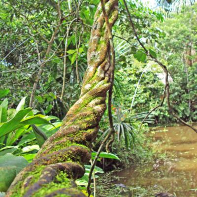 Plant Medicine--- Ayahuasca