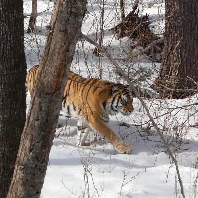 בעקבות הטיגריס הסיבירי