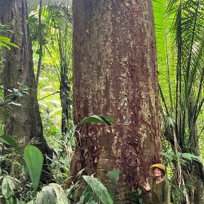 ריאליזם פנטסטי באמזונס