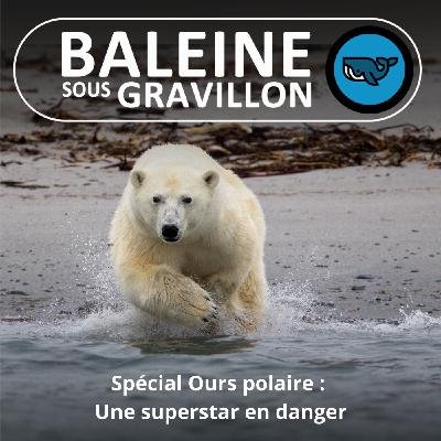 SPÉCIAL OURS POLAIRE 1/3 : Une superstar méconnue et surtout, en danger (Rémy Marion) SPÉCIAL OURS POLAIRE 1/3 : Une superstar méconnue et surtout, en danger (Rémy Marion)