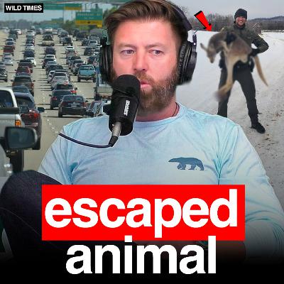 Mystery Animal Causes Chaos on American Highway Mystery Animal Causes Chaos on American Highway