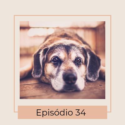 Cuidados com cães idosos