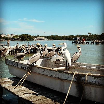 Biochoros 001 "El tren maya y el ecosistema"