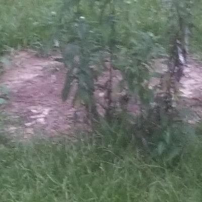 Septic Tanks Part One