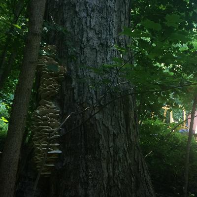 S1E22 - Salads: Why Are They Hard To Eat In Public?