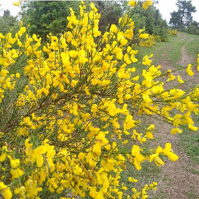 Eifel Gold: The Common Broom