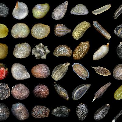 The Shocking True Story of the World's First Seed Bank—And The Scientists Who Sacrificed Their Lives to Save It