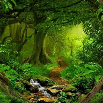 Comparing Rainforests and Qatar's Desert