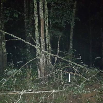 Branden & Bailey discuss Sasquatch and That Dang old Siloam Donkey Lover