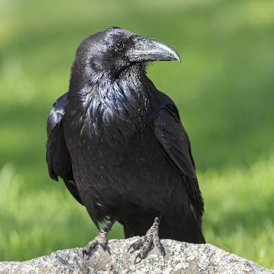 Raben und Krähen - Weiser Vogel, Verwandlungskünstler und Todesbote