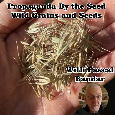 Wild Grains and Seeds with Pascal Baudar